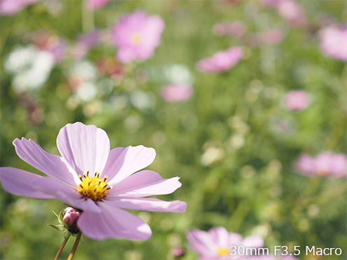 30mm F3.5 Macro
