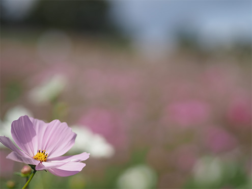 œ_45mm@Vb^[x1/8000b@F1.8@+0.3@AWB