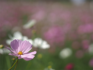 45mm F1.8J