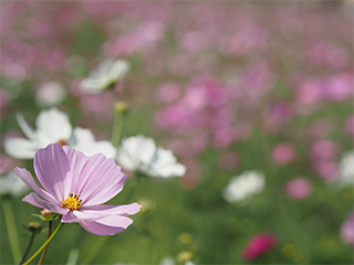 45mm F4.0