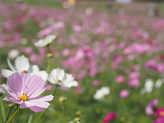 45mm F5.6