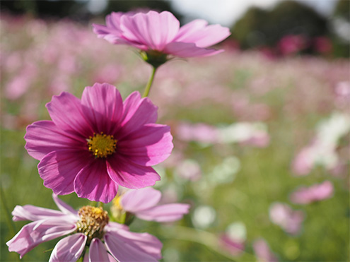 30mm F3.5 Macro
