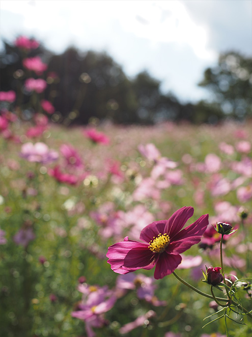25mm F1.8