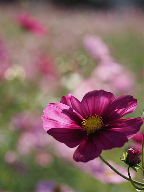 60mm F2.8 Macro
