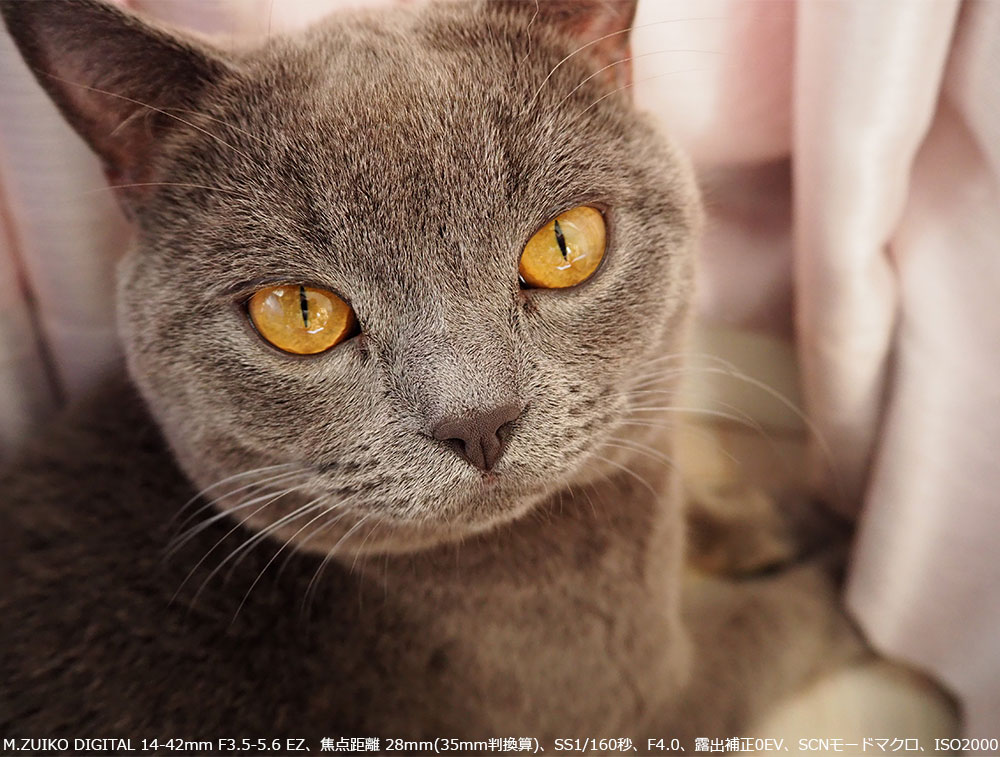 ͂߂Ă̔LBeBM.ZUIKO DIGITAL 14-42mm F3.5-5.6 EZAœ_ 28(35mmZ)ASS1/160bAF4.0AIo␳0EVASCN[h}NAISO2000