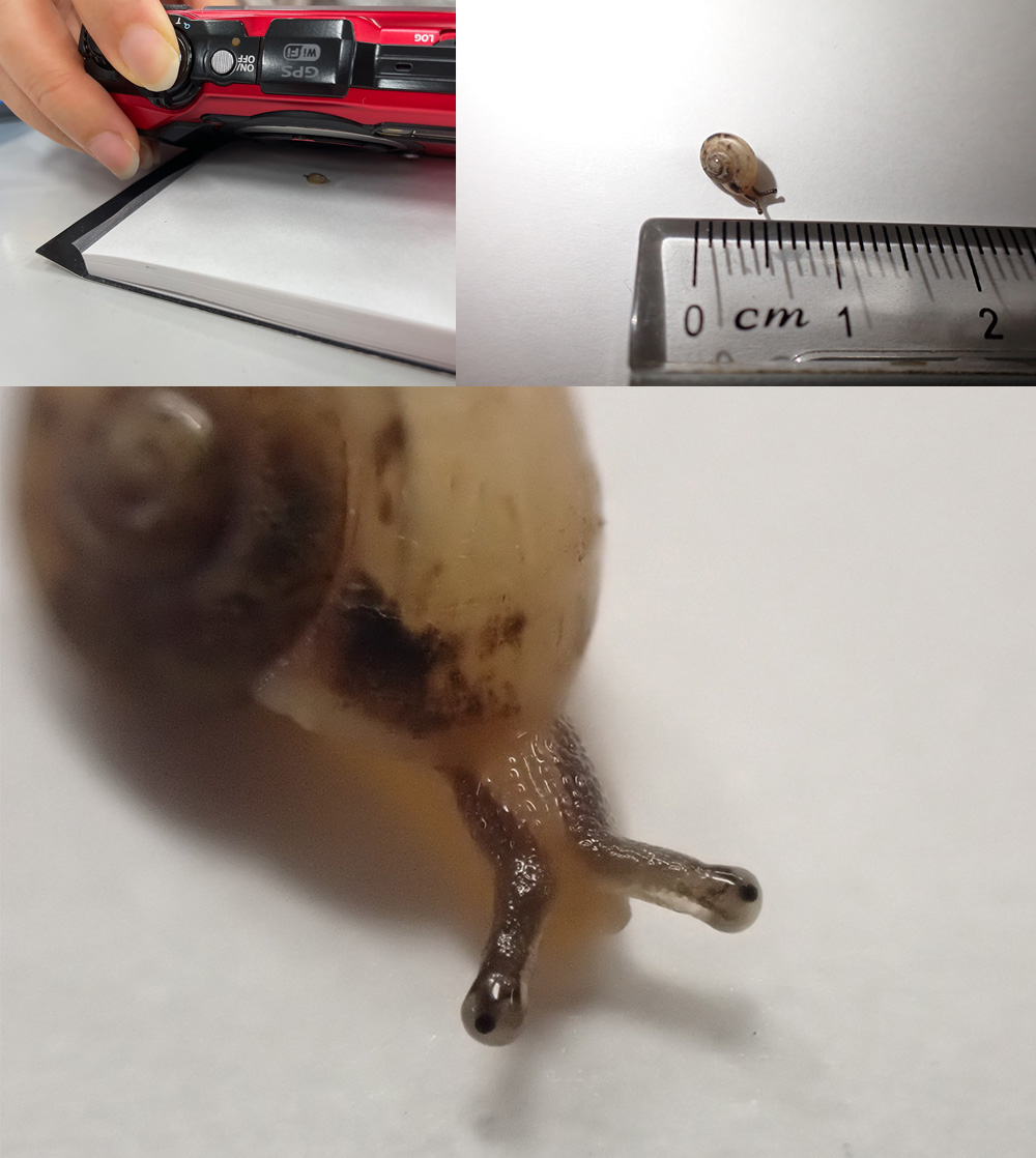 킸5mm̂ނ肾ĂȂɑ傫Beł