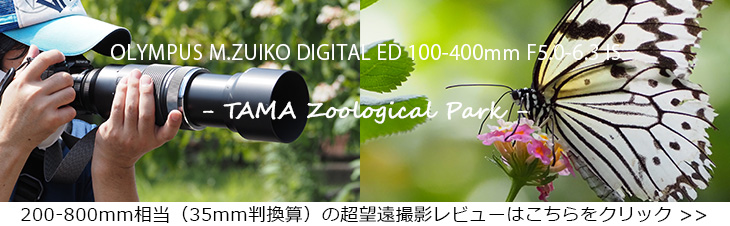 ʑ̂ɋɌ܂Ŋ钴]Y OLYMPUS M.ZUIKO DIGITAL ED 100-400mm F5.0-6.3 IS r[