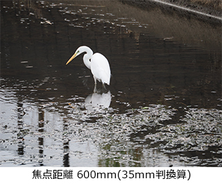 M.ZUIKO DIGITAL ED 75-300mm F4.8-6.7 II