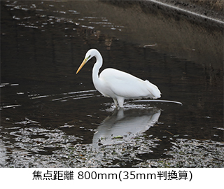 M.ZUIKO DIGITAL ED 100-400mm F5.0-6.3 IS
