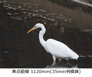 M.ZUIKO DIGITAL ED 100-400mm F5.0-6.3 IS{MC-14 eRo[^[Zbg