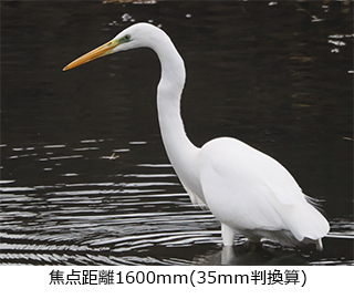 M.ZUIKO DIGITAL ED 100-400mm F5.0-6.3 IS+MC-20 eRo[^[Zbg