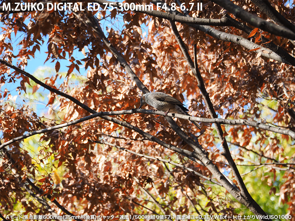 A[h,œ_600mm(35mmZ),Vb^[x1/500b,ilF7.1,Io␳+0.3EV,WBI[g,dオVivid,ISO1000