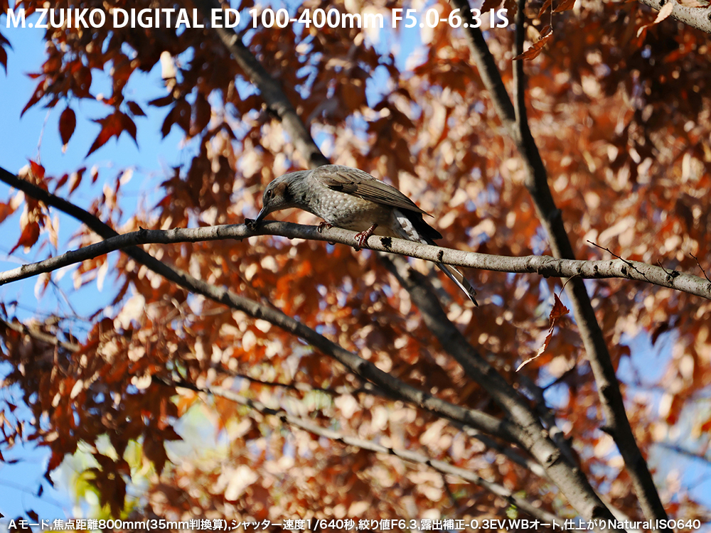 A[h,œ_800mm(35mmZ),Vb^[x1/640b,ilF6.3,Io␳-0.3EV,WBI[g,dオNatural,ISO640
