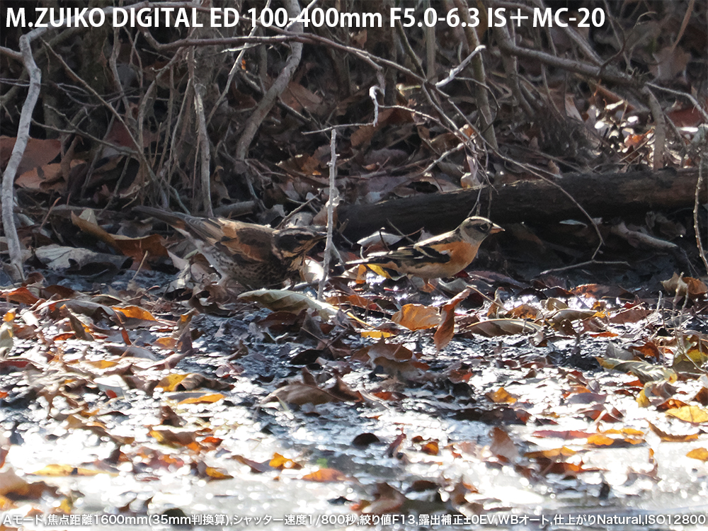 A[h,œ_1600mm(35mmZ),Vb^[x1/800b,ilF13,Io␳}0EV,WBI[g,dオNatural,ISO12800