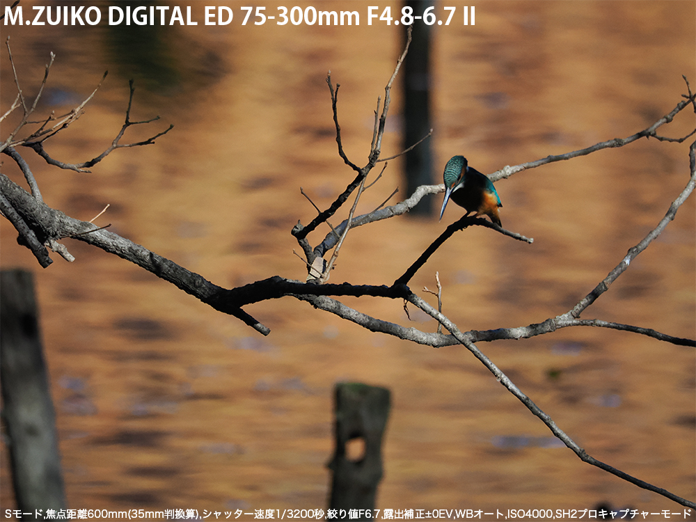 S[h,œ_600mm(35mmZ),Vb^[x1/3200b,ilF6.7,Io␳}0EV,WBI[g,dオVivid,ISO4000