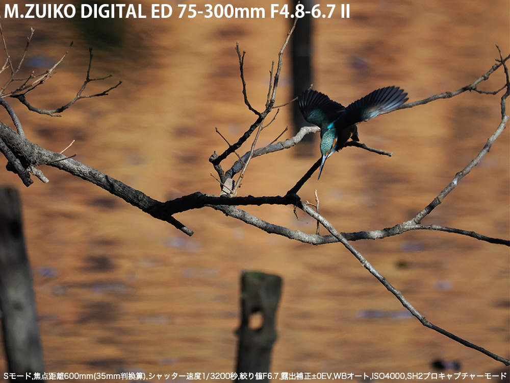 S[h,œ_600mm(35mmZ),Vb^[x1/3200b,ilF6.7,Io␳}0EV,WBI[g,dオVivid,ISO4000