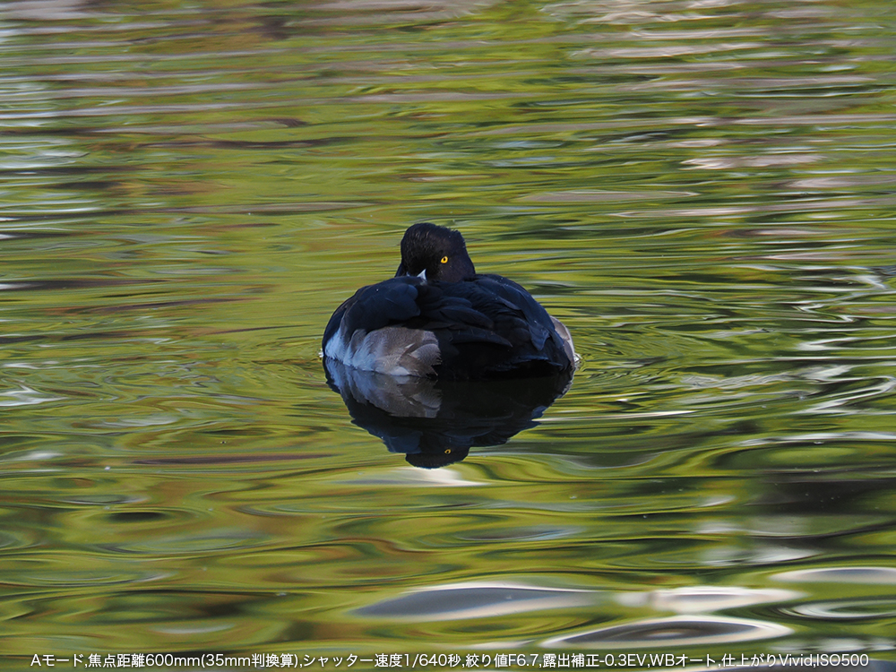 A[h,œ_600mm(35mmZ),Vb^[x1/640b,ilF6.7,Io␳-0.3EV,WBI[g,dオVivid,ISO500