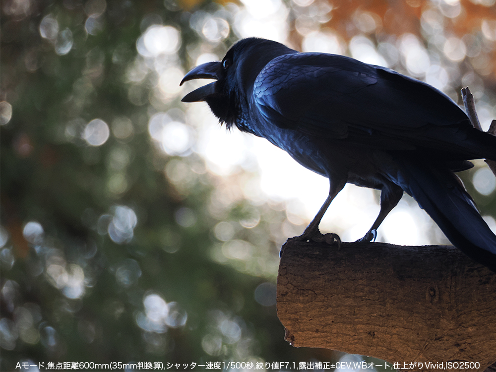 A[h,œ_600mm(35mmZ),Vb^[x1/500b,ilF7.1,Io␳}0EV,WBI[g,dオVivid,ISO2500