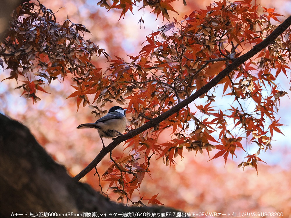 ݂wiɋG߂쒹BeBA[h,œ_600mm(35mmZ),Vb^[x1/640b,ilF6.7,Io␳}0EV,WBI[g,dオVivid,ISO3200