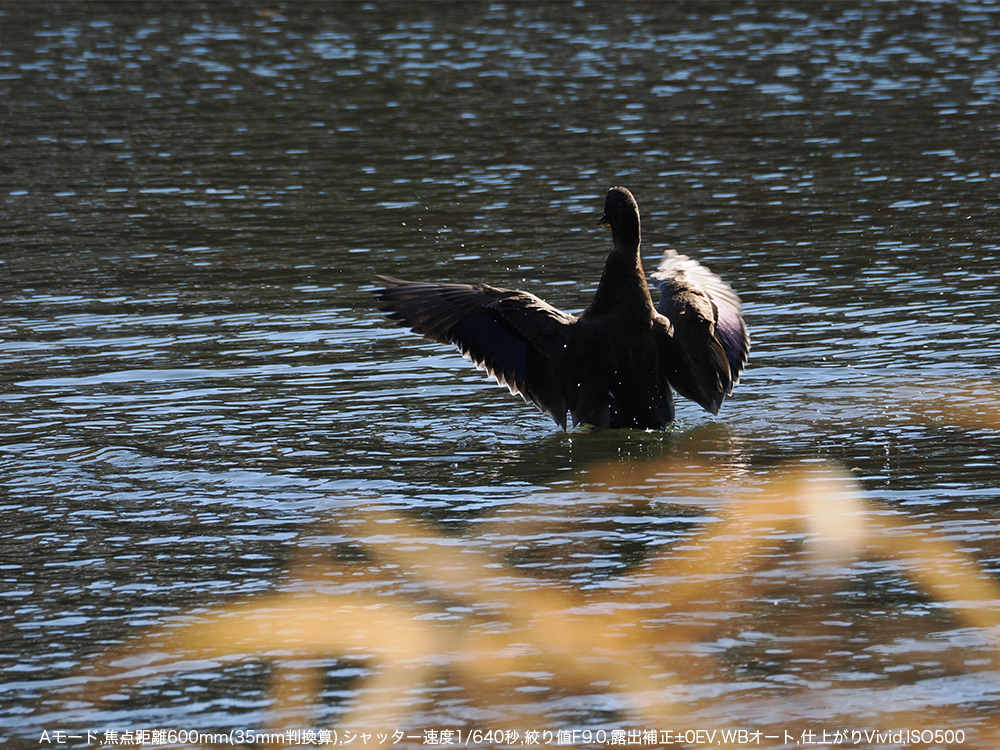A[h,œ_600mm(35mmZ),Vb^[x1/640b,ilF9.0,Io␳}0EV,WBI[g,dオVivid,ISO500