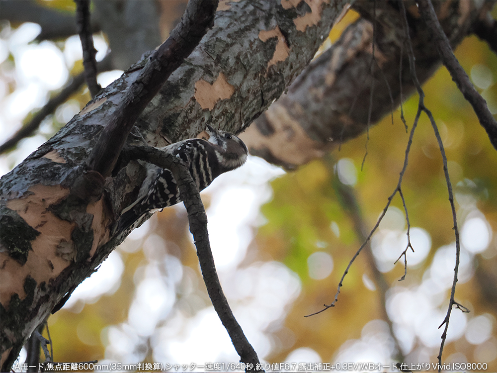 A[h,œ_600mm(35mmZ),Vb^[x1/640b,ilF6.7,Io␳+0.3EV,WBI[g,dオVivid,ISO8000