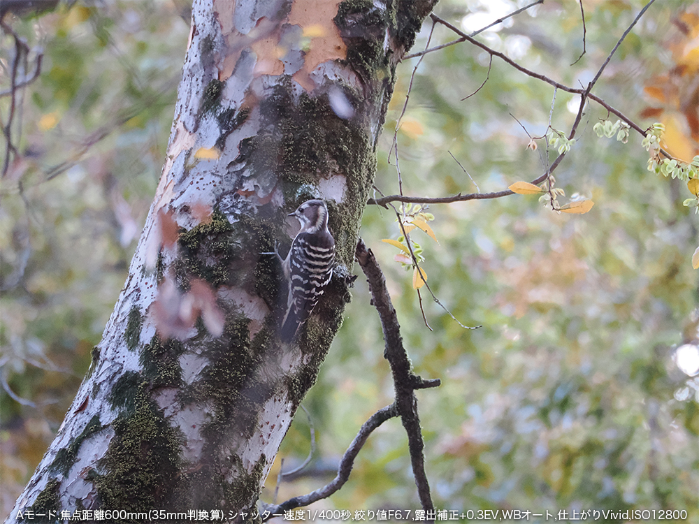 A[h,œ_600mm(35mmZ),Vb^[x1/400b,ilF6.7,Io␳+0.3EV,WBI[g,dオVivid,ISO12800