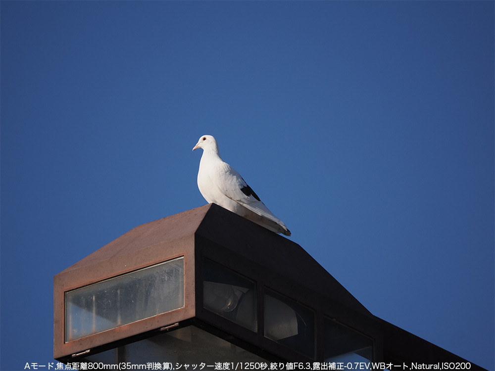 A[h,œ_800mm(35mmZ),Vb^[x1/1250b,ilF6.3,Io␳-0.7EV,WBI[g,dオNatural,ISO200