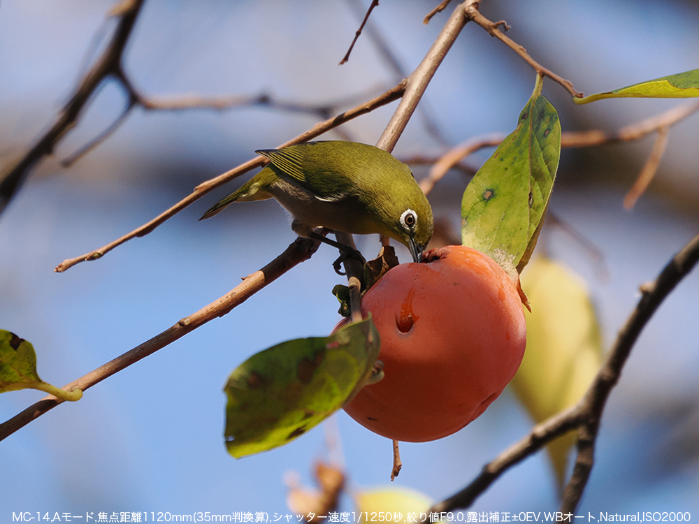 f郁W͂H_ڂłBA[h,œ_1120mm(35mmZ),Vb^[x1/1250b,ilF9.0,Io␳}0EV,WBI[g,dオNatural,ISO2000