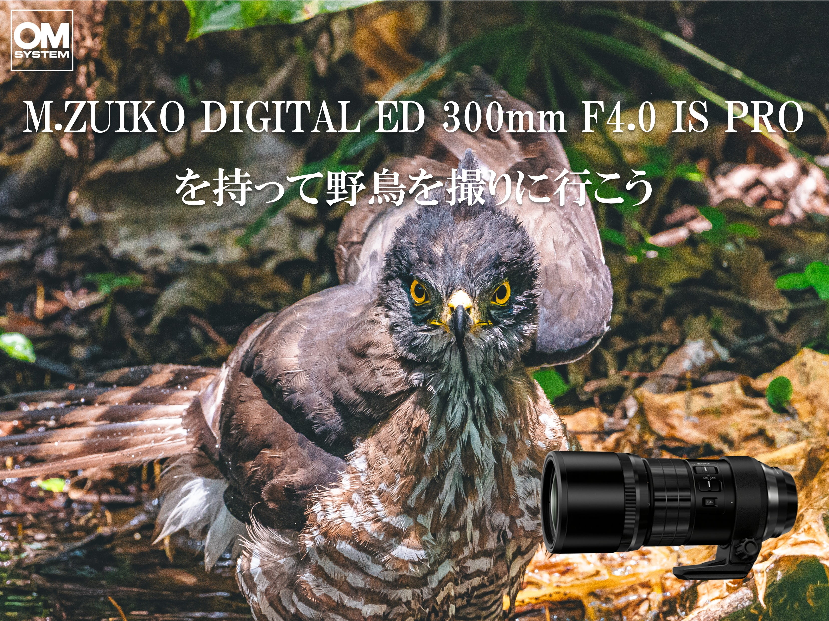 M.ZUIKO DIGITAL ED 300mm F4.0 IS PRO 実写レビュー M.ZUIKO DIGITAL ED 300mm F4.0 IS PRO 実写レビュー