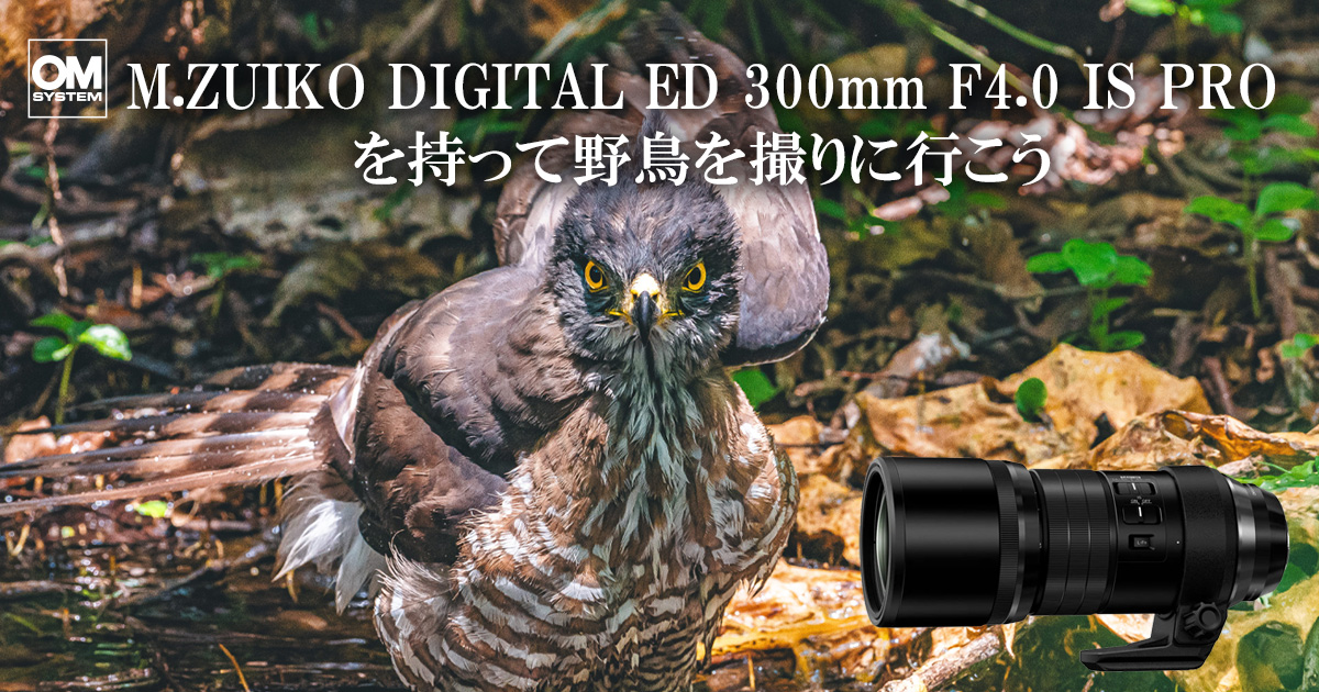 【ジャンク】Tri 300B 4本セット（1本過電流の疑い・当初4本で正常動作） 羽毛まで描く解像感！M.ZUIKO DIGITAL ED 300mm F4.0 IS PRO 実写レビュー