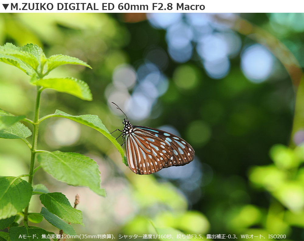 M.ZUIKO DIGITAL ED 60mm F2.8 Macro