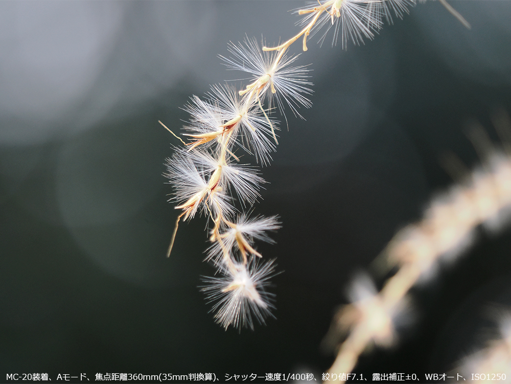 炫YȃXXLM.ZUIKO DIGITAL ED 90mm F3.5 Macro IS PROŎBe