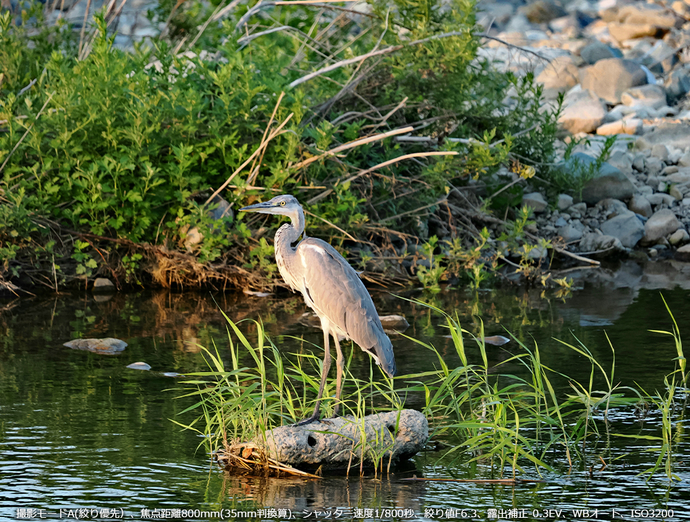 Be[hA(iDjAœ_800mm(35mmZ)AVb^[x1/800bAilF6.3AIo␳-0.3EVAWBI[gAISO3200