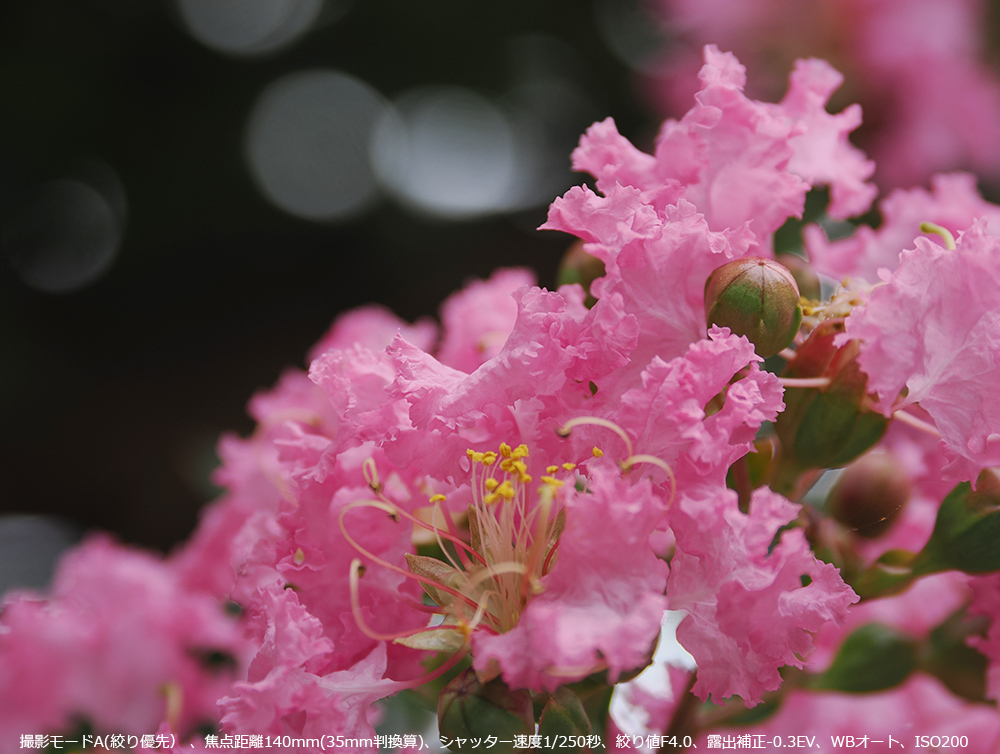 sÑtSgBBe[hA(iDj Aœ_140mm(35mmZ)AVb^[x1/250bAilF4.0AIo␳-0.3EVAWBI[gAISO200