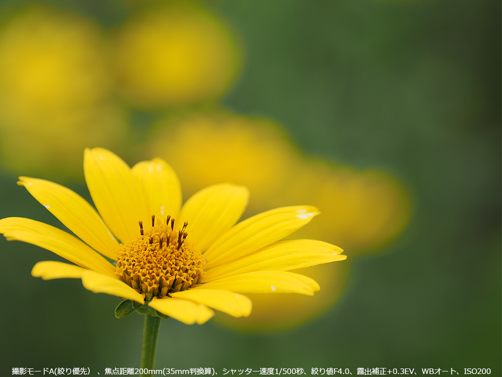 Ăƌ΁AFԁB̓LNChLBBe[hA(iDj Aœ_200mm(35mmZ)AVb^[x1/500bAilF4.0AIo␳+0.3EVAWBI[gAISO200