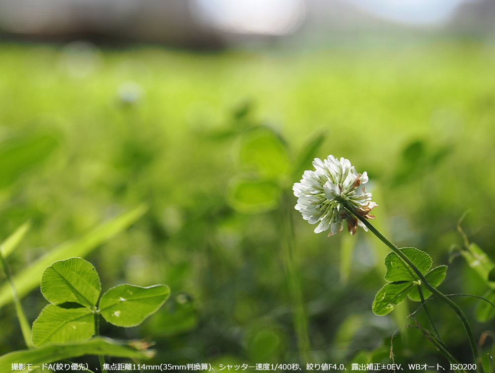 tɓVcNTBBe[hA(iDj Aœ_114mm(35mmZ)AVb^[x1/400bAilF4.0AIo␳}0EVAWBI[gAISO200