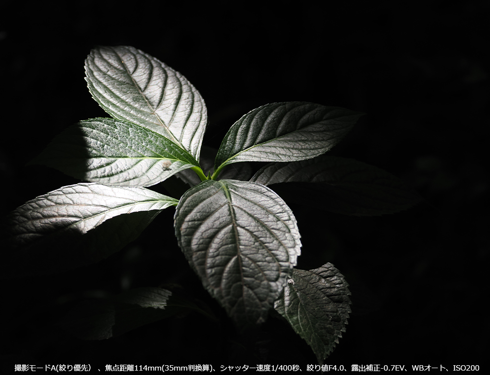 zԂ̗tɍ~蒍𑨂āBBe[hA(iDj Aœ_114mm(35mmZ)AVb^[x1/400bAilF4.0AIo␳-0.7EVAWBI[gAISO200