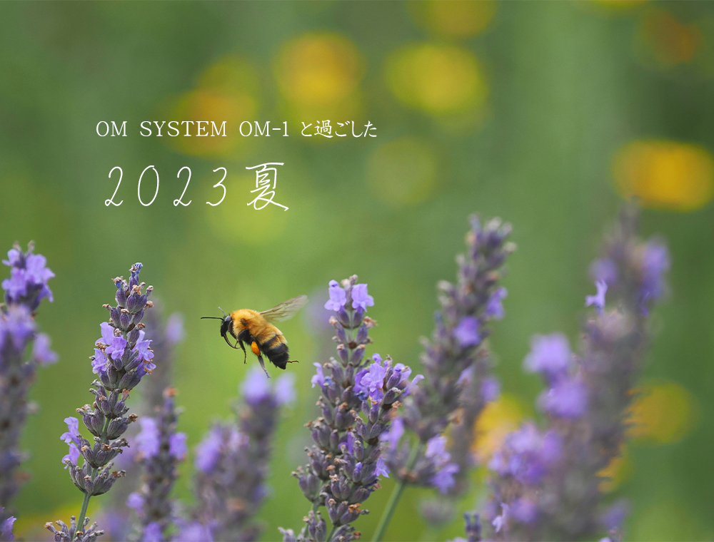 OM SYSTEM IpX OLYMPUSuh̃fW^J OM-1ŎB2023N