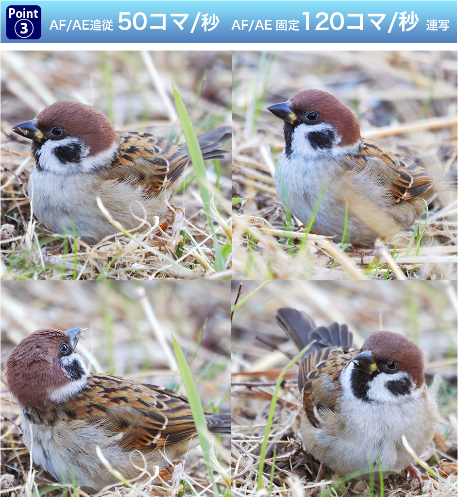 AF /AEǏ]A( SH2)16.7fpsA12.5fpsǉAʑ̂V[ɍ킹Aʂ\