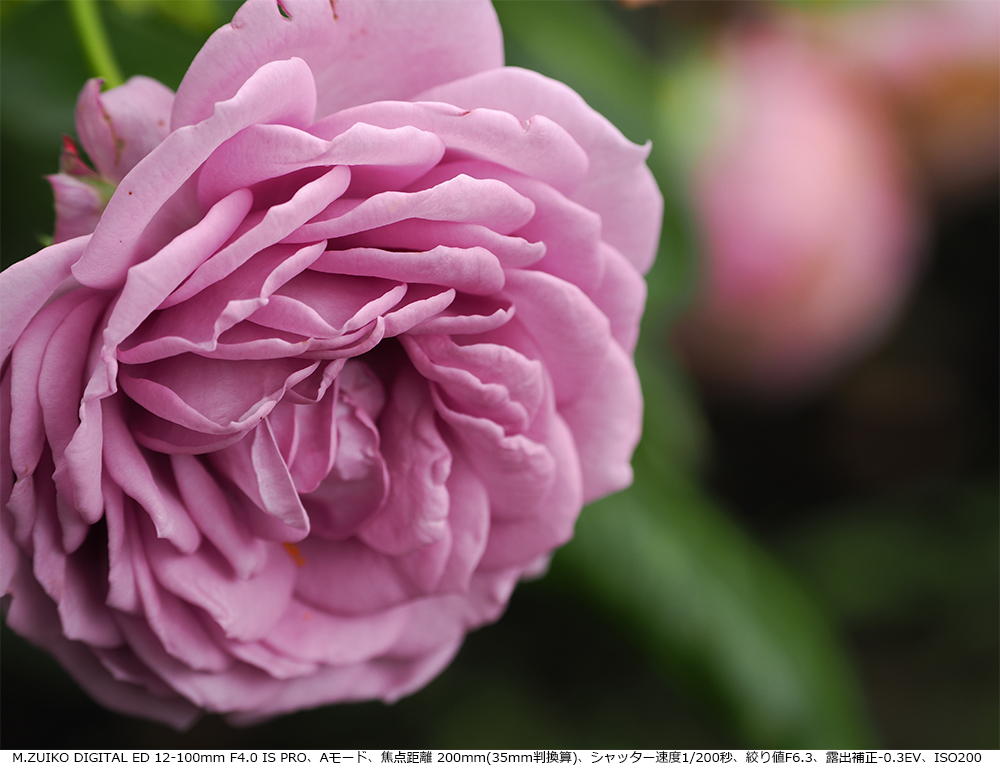 [xO M.ZUIKO DIGITAL ED 12-100mm F4.0 IS PROAA[hAœ_ 200mm(35mmZ)AVb^[x1/200bAilF6.3AIo␳-0.3EVAISO200
