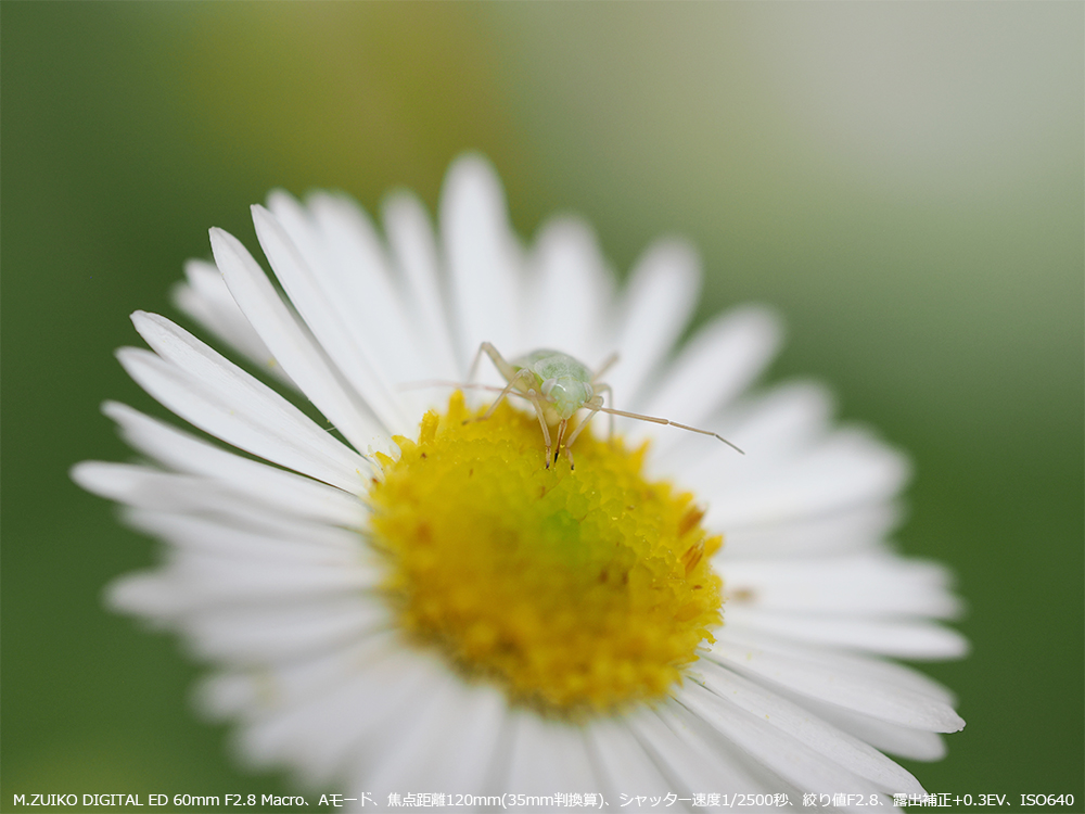 M.ZUIKO DIGITAL ED 60mm F2.8 MacroAA[hAœ_120mm(35mmZ)AVb^[x1/2500bAilF2.8AIo␳+0.3EVAISO640