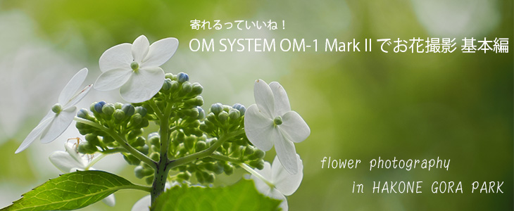 ĂˁI~[XJ OM SYSTEM OM-1 Mark II łԎBe {