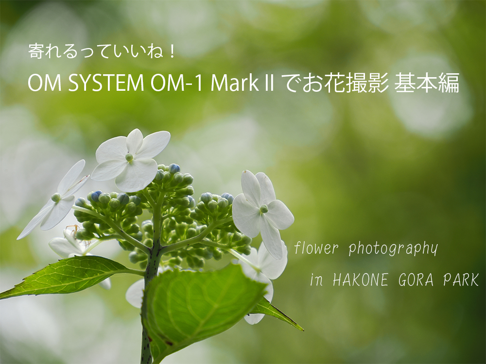 ĂˁI~[XJ OM SYSTEM OM-1 Mark II łԎBe { 1/3y[W