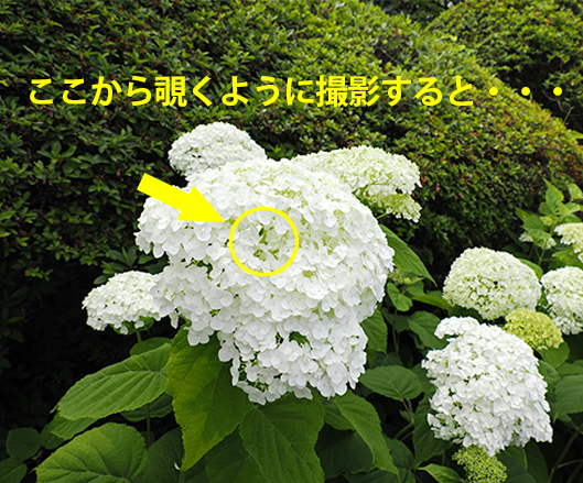 ̉Ԃ̌Ԃ̂ƁEEE