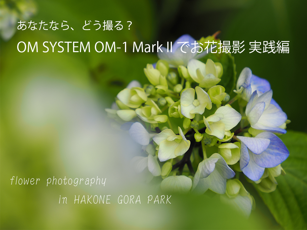 OM SYSTEM OM-1 Mark IIƍ{Y[YŎB邨ԎBeH flower photography