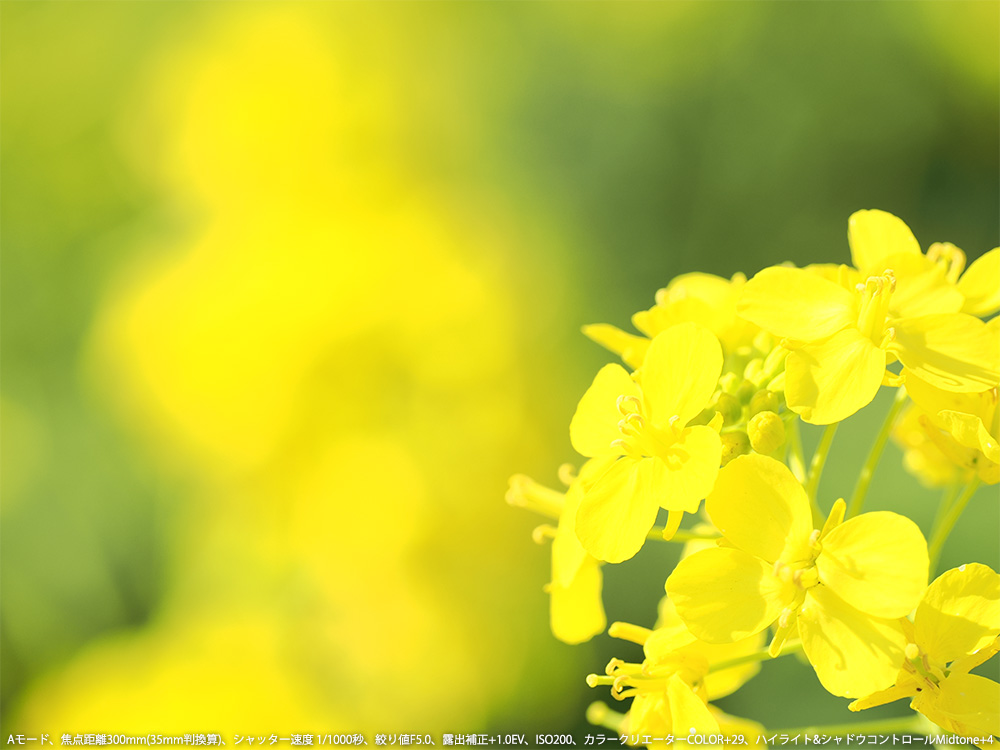 A[hAœ_300mm(35mmZ)AVb^[x 1/1000bAilF5.0AIo␳+1.0EVAISO200AJ[NG[^[COLOR+29AnCCg&VhERg[Midtone+4