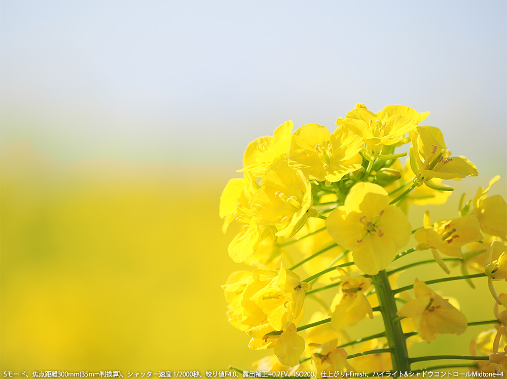 S[hAœ_300mm(35mmZ)AVb^[x 1/2000bAilF4.0AIo␳+0.7EVAISO200Adオi-FinishAnCCg&VhERg[Midtone+4