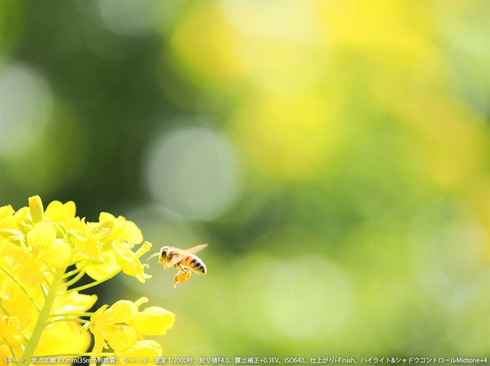 S[hAœ_300mm(35mmZ)AVb^[x 1/2000bAilF4.0AIo␳+0.3EVAISO640Adオi-FinishAnCCg&VhERg[Midtone+4