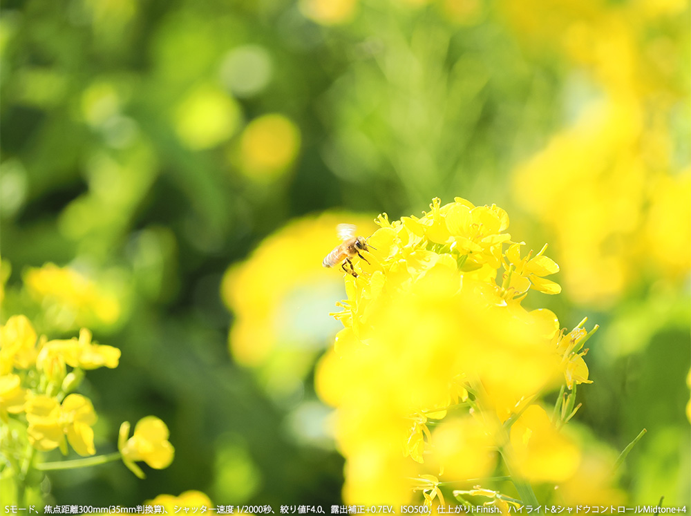 S[hAœ_300mm(35mmZ)AVb^[x 1/2000bAilF4.0AIo␳+0.7EVAISO500Adオi-FinishAnCCg&VhERg[Midtone+4