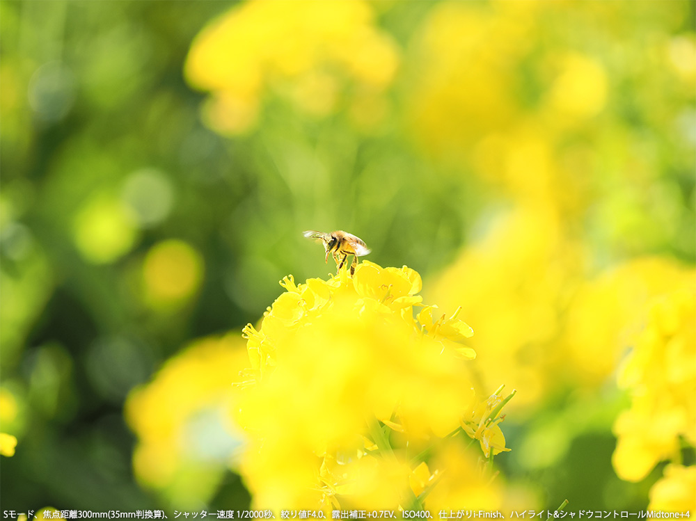 S[hAœ_300mm(35mmZ)AVb^[x 1/2000bAilF4.0AIo␳+0.7EVAISO400Adオi-FinishAnCCg&VhERg[Midtone+4